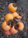 Persimmons hanging from the branch of the tree Royalty Free Stock Photo