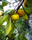 Persimmons Ready to Pick