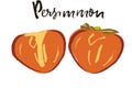 Persimon hand drawn vector illustration
