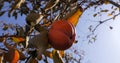 Persimone tree in garden outdoor