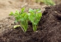 Persley plant and garden soil Royalty Free Stock Photo