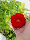 A Person Admires a Vibrant Red Flower in a Lush Garden