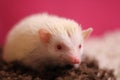 Person african pygmy hedgehog close up Albino with red eyes