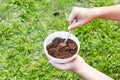 Person apply spent grounded coffee powder as natural plant fertilizer