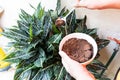 Person apply spent grounded coffee powder as natural plant fertilizer