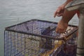 Person baiting a blue crab trap Royalty Free Stock Photo