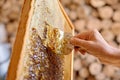 Person a beekeeper collects fresh sweet honey