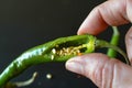 person biting into a green chili, seeds visible