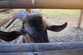 Person Black Goat Eyes Staring At The Camera