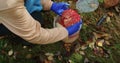 Person with blue gloves handling a large red mushroom, autumn foraging activity. Nature and mycology study concept