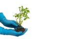 Person in blue gloves holds tomato plant with soil isolated on white background Royalty Free Stock Photo