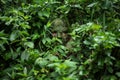 person camouflaged in greenery, laying traps for game