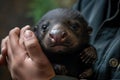 person, capturing moment when baby animal first opens its eyes