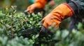 A person is carefully cutting a bush with a pair of scissors. The focus is on precision and attention to detail in the Royalty Free Stock Photo