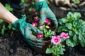 Gardener Planting Brightly Colored Flowers in a Vibrant Garden During Springtime