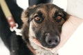 Person caressing cute scared puppy with sad eyes in snowy winter park. People hugging mixed breed german shepherd dog on a walk at