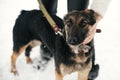 Person caressing cute scared puppy with sad eyes in snowy winter park. People hugging mixed breed german shepherd dog on a walk at