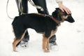 Person caressing cute scared puppy with sad eyes in snowy winter park. People hugging mixed breed german shepherd dog on a walk at