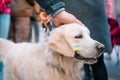 Person caressing dog at anti-war rally