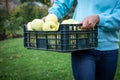 A person carrying a box full of harvested green apples Royalty Free Stock Photo