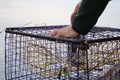 Male baiting a blue crab trap with long sleeves Royalty Free Stock Photo