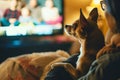 person and chihuahua watching a sitcom together, dog focused on the screen