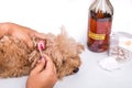 Person cleaning inflammed ear of dog with apple cider vinegar