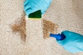 Person Cleaning Stain With Sponge On Carpet Royalty Free Stock Photo