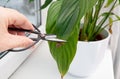 Person cut away houseplant Spathiphyllum commonly known as spath or peace lilies brown dead leaf tips.