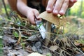 Person cuts boletus mushroom