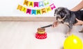 A person cuts his happy birthday cake with his dog in front of the celebration decoration. The cake is made of meat for your pet