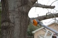 A person cutting branches with cordless pole saw