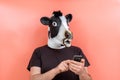Person disguised as a cow using a cell phone