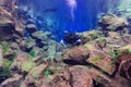 Person diving underwater in Silfra, Iceland