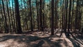 Person doing morning exercises in a forest in Rio de Janeiro