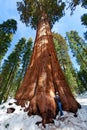 Person enjoying sequoia NP Royalty Free Stock Photo