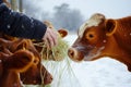 person feeding cows with a fodder beet in winter Royalty Free Stock Photo