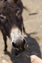 Person feeding donkey