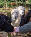 Person feeding the lamas standing behind the fence Royalty Free Stock Photo