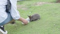 Person feeding rabbit from a bottle in grassland environment