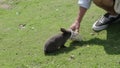 Person feeding rabbit from a bottle in grassland environment