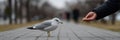 A person is feeding a seagull on a sidewalk Royalty Free Stock Photo