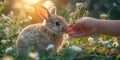 Person Feeding Small Rabbit in Field of Flowers
