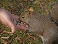 Person feeding squirrel