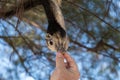 Person feeds the squirrel. a funny squirrel eats from the palm of your hand. Feeding animals in the forest