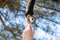 Person feeds the squirrel. a funny squirrel eats from the palm of your hand. Feeding animals in the forest