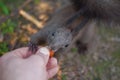 Person feeds the squirrel.