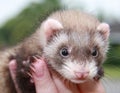 Person with ferret Royalty Free Stock Photo