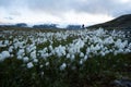 Person in a field of beautiful white flowers surrounded by high rocky mountains in Finse, Norway Royalty Free Stock Photo