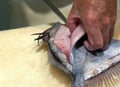 Person filleting fish